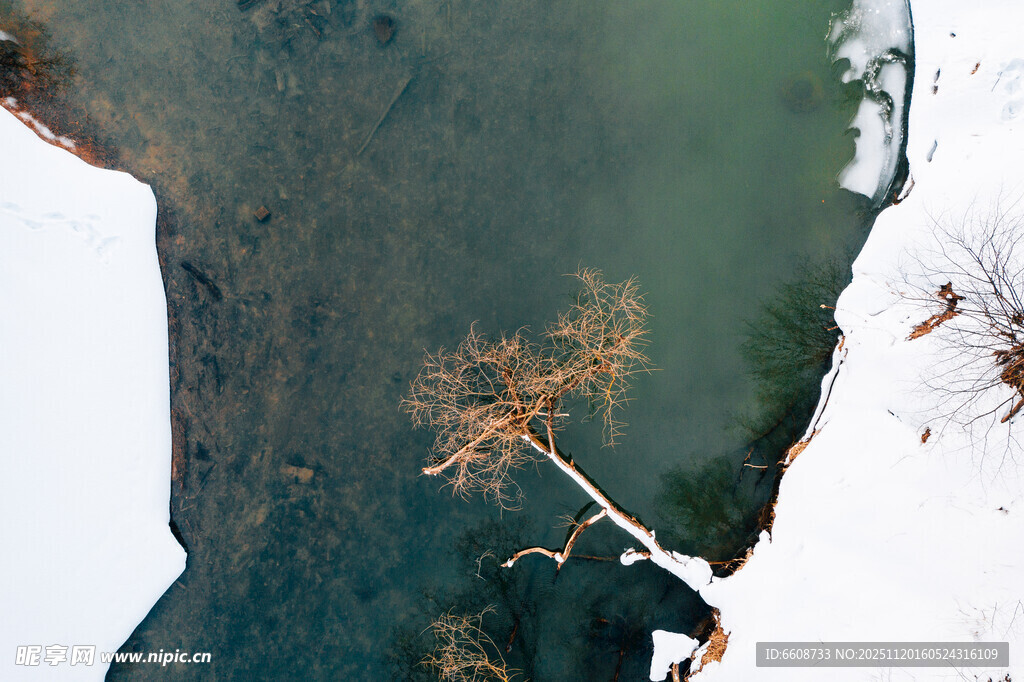 冬日冰湖旁的枯枝景象