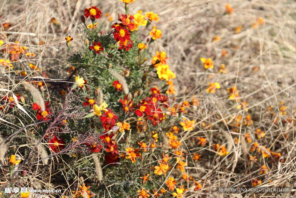 野外绽放的多彩小花