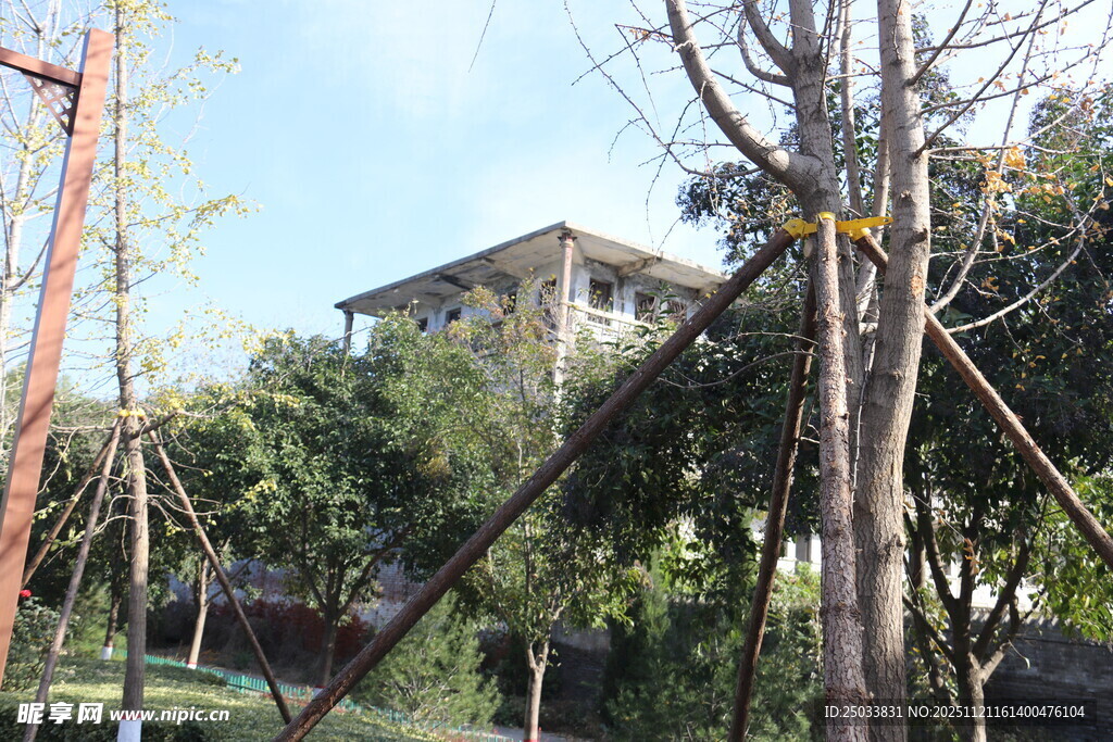 树木支撑加固场景