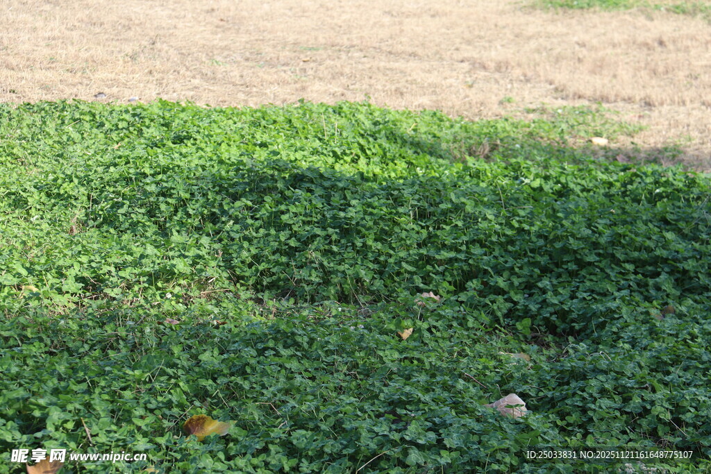 翠绿草地近景