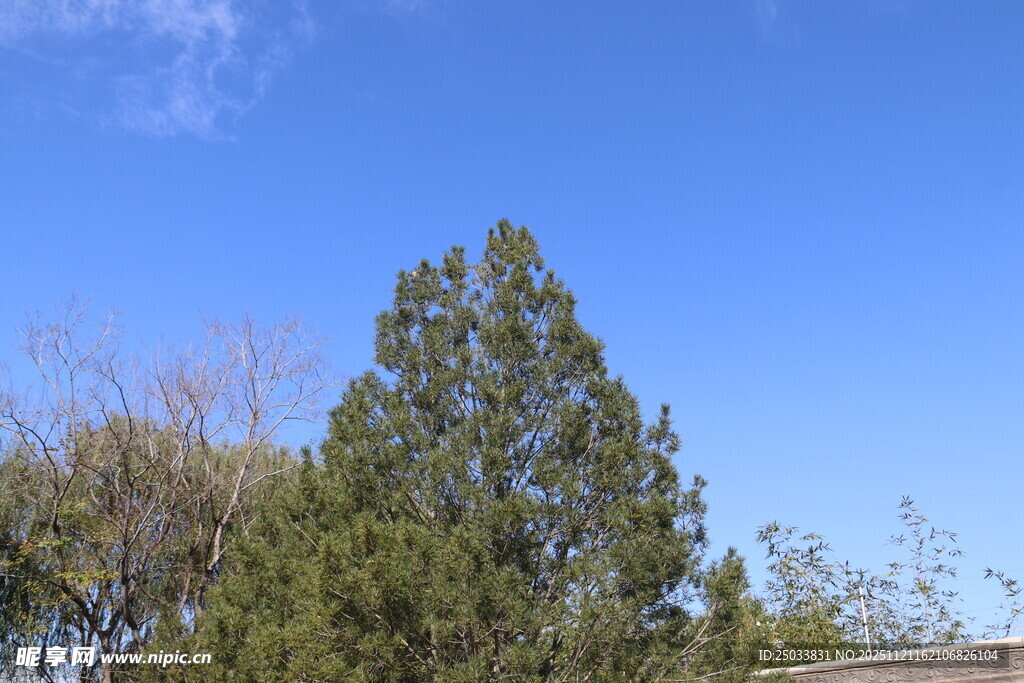 蓝天绿树的自然景致