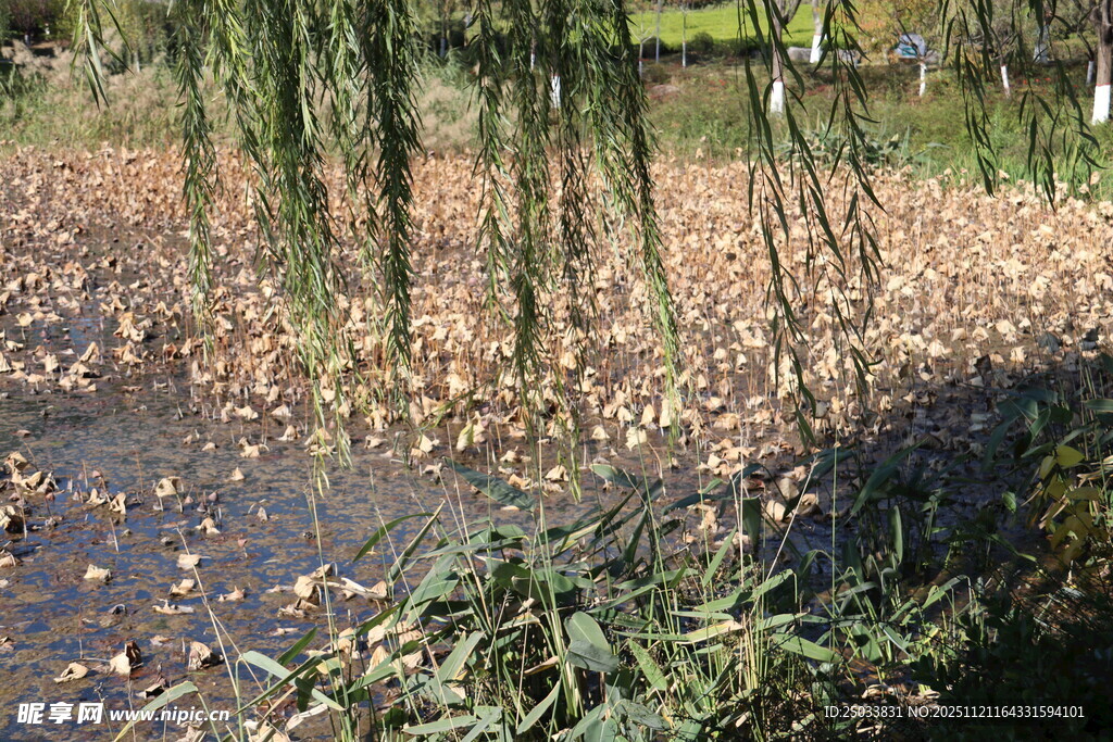 秋日池塘边垂柳落叶景致