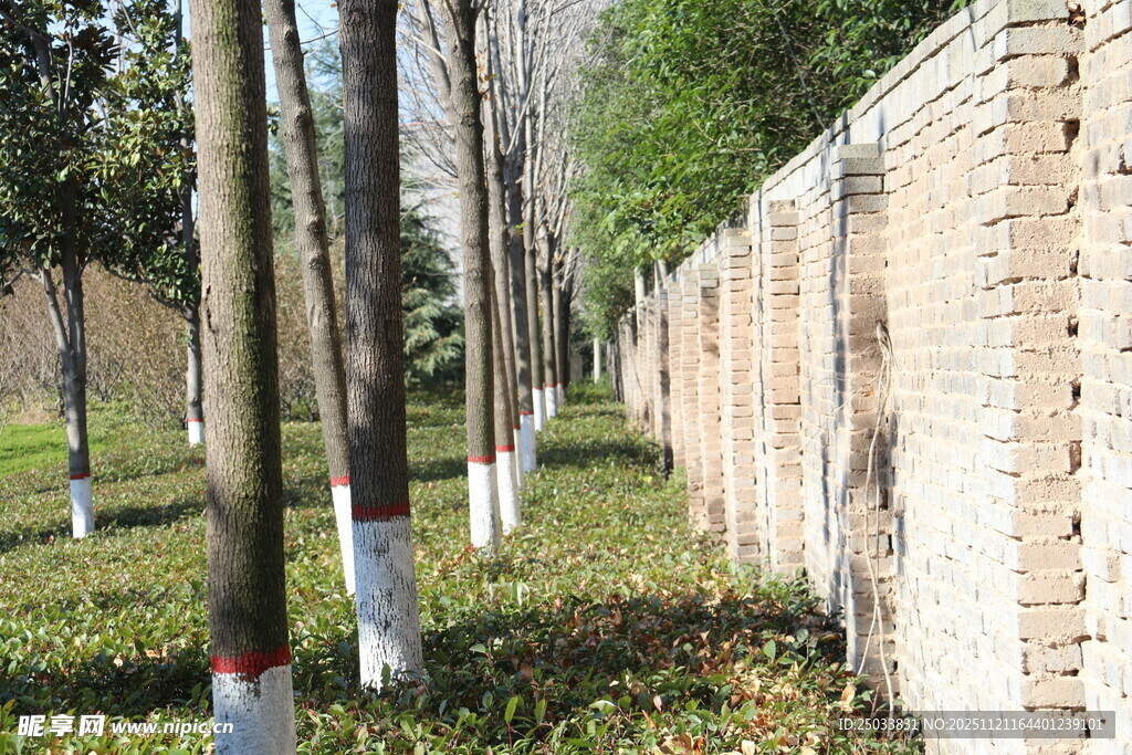 墙边整齐排列的树木