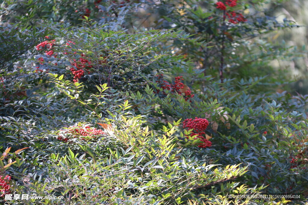 灌木间的艳丽红色花朵