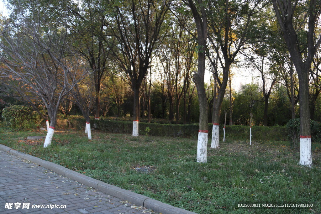 秋日林间小路景色