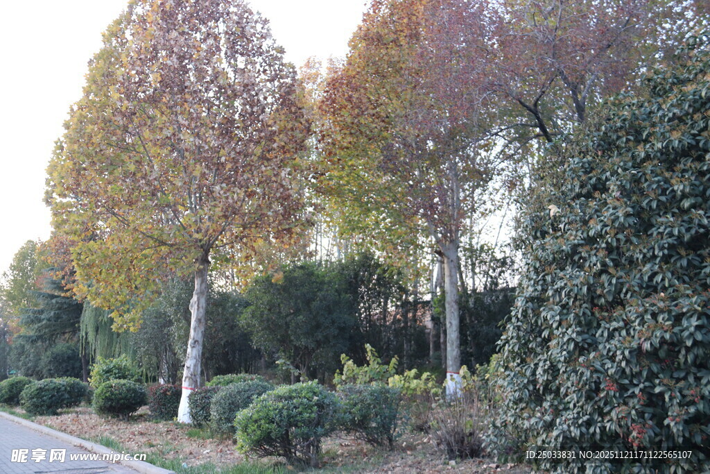 秋日路旁多彩树木景观