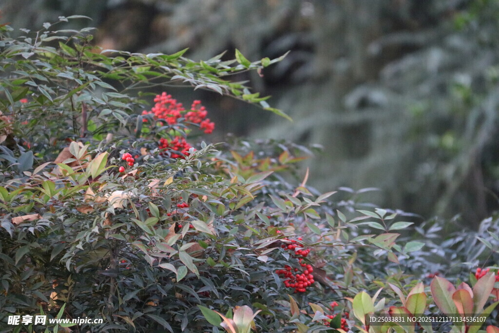 山间绽放的艳丽红色花朵