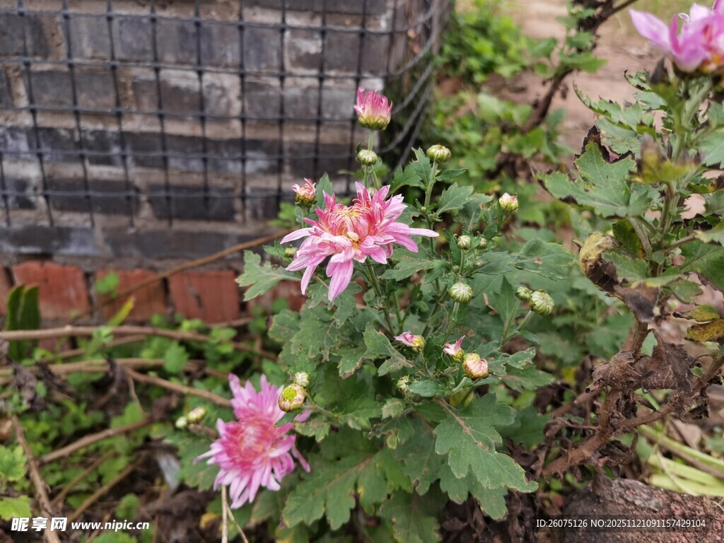 娇艳多彩菊花绽放