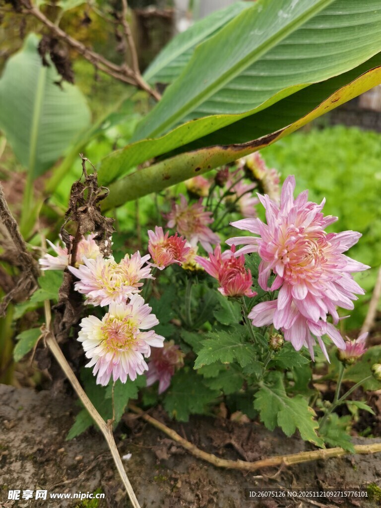 娇艳多彩菊花绽放