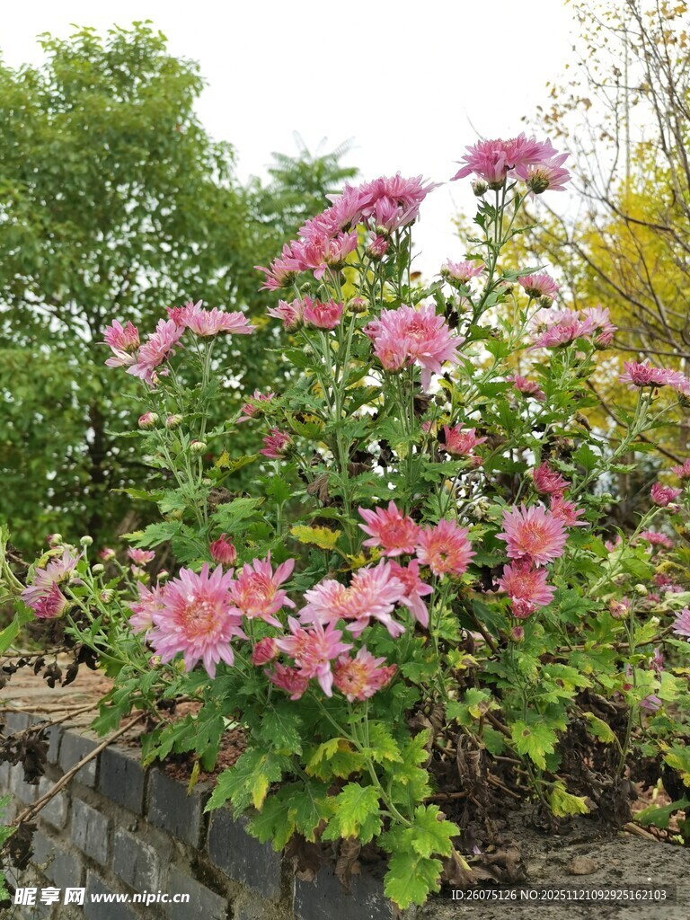 墙边绽放的粉色美丽花卉