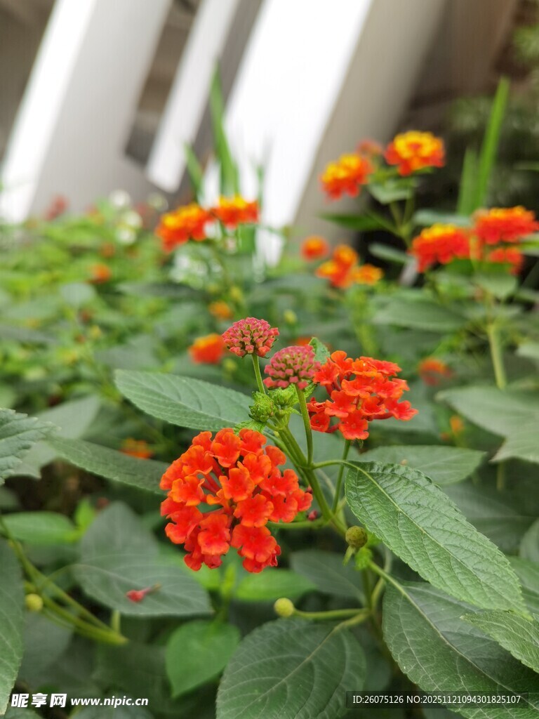 鲜艳橘色花朵绽放绿植间