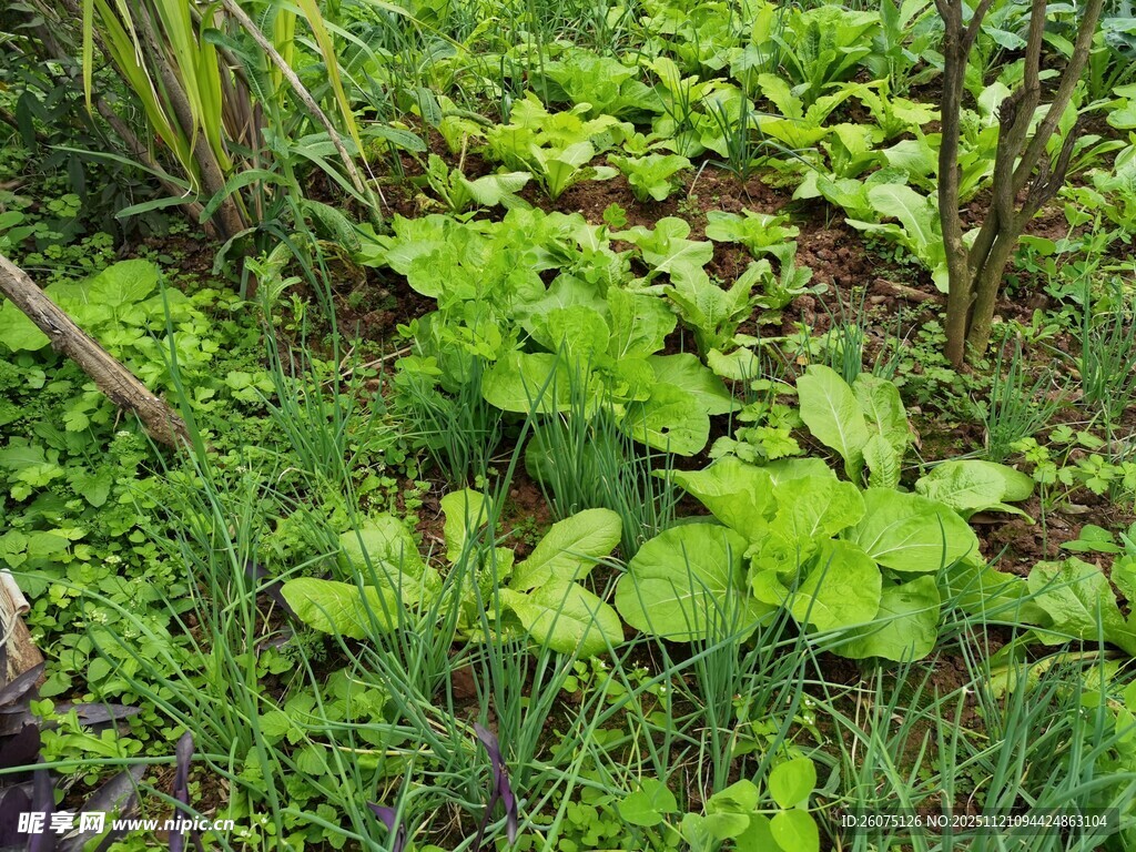 绿意盎然的地面植物景观