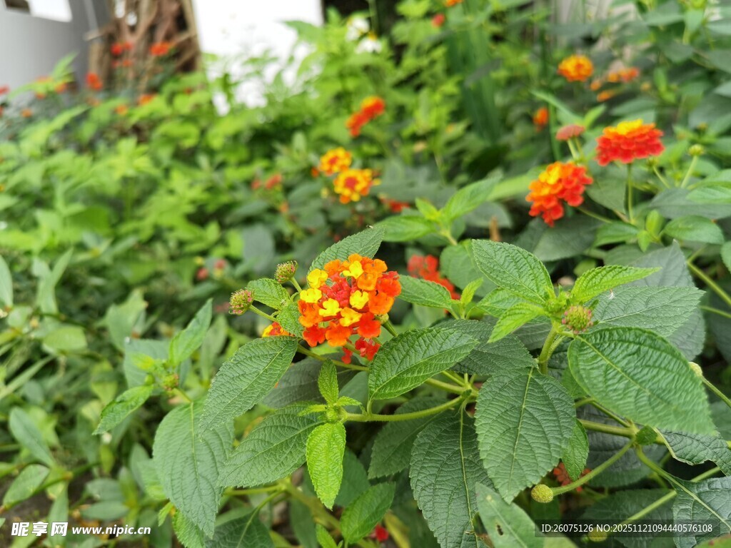 绿叶丛中的鲜艳马缨丹花