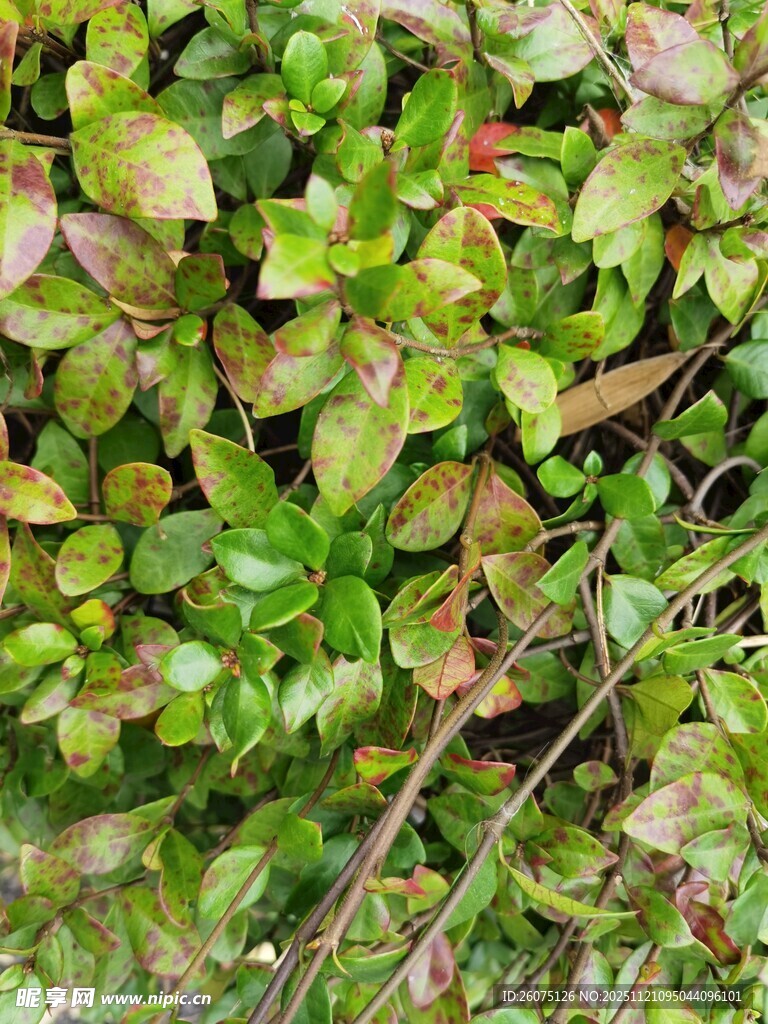 翠绿繁茂的地面植物景观