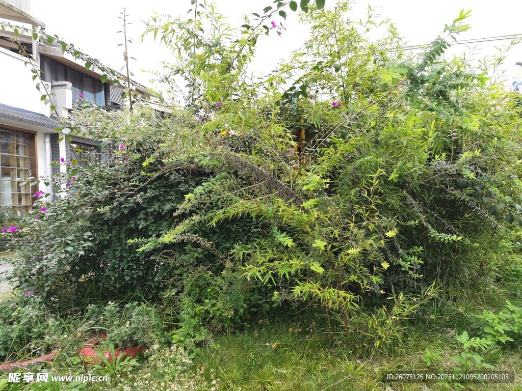 荒废房屋旁繁茂绿植