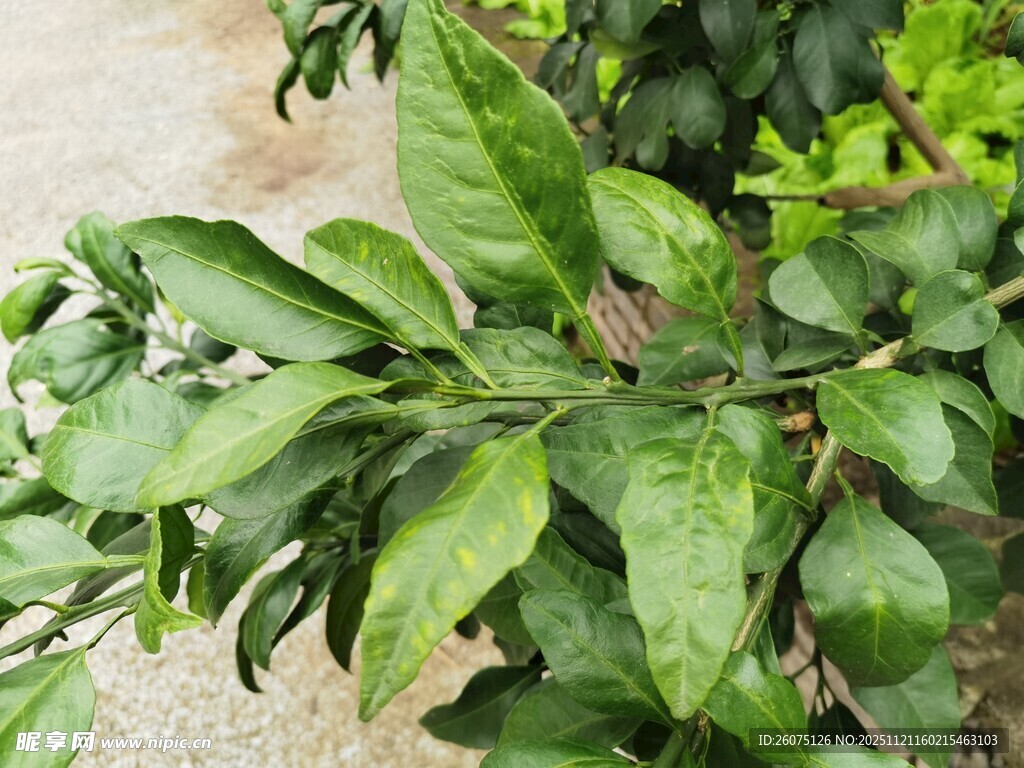 翠绿繁茂的植物枝叶