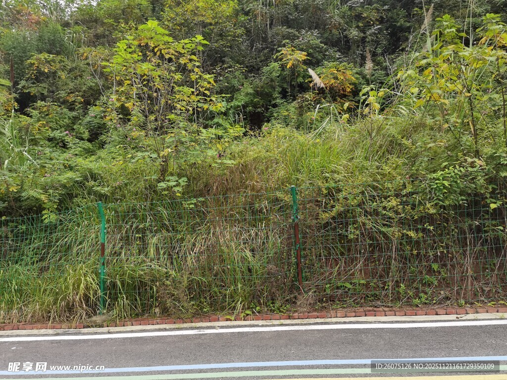 路边繁茂绿植景观