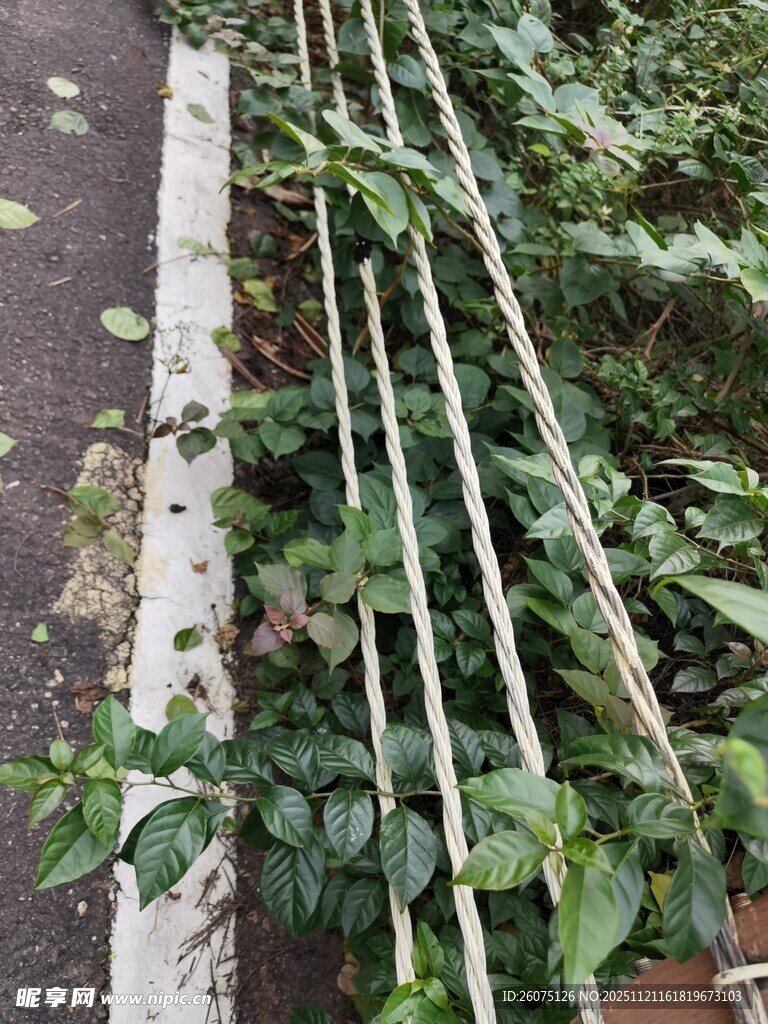 菜园豆角攀爬绳架景象