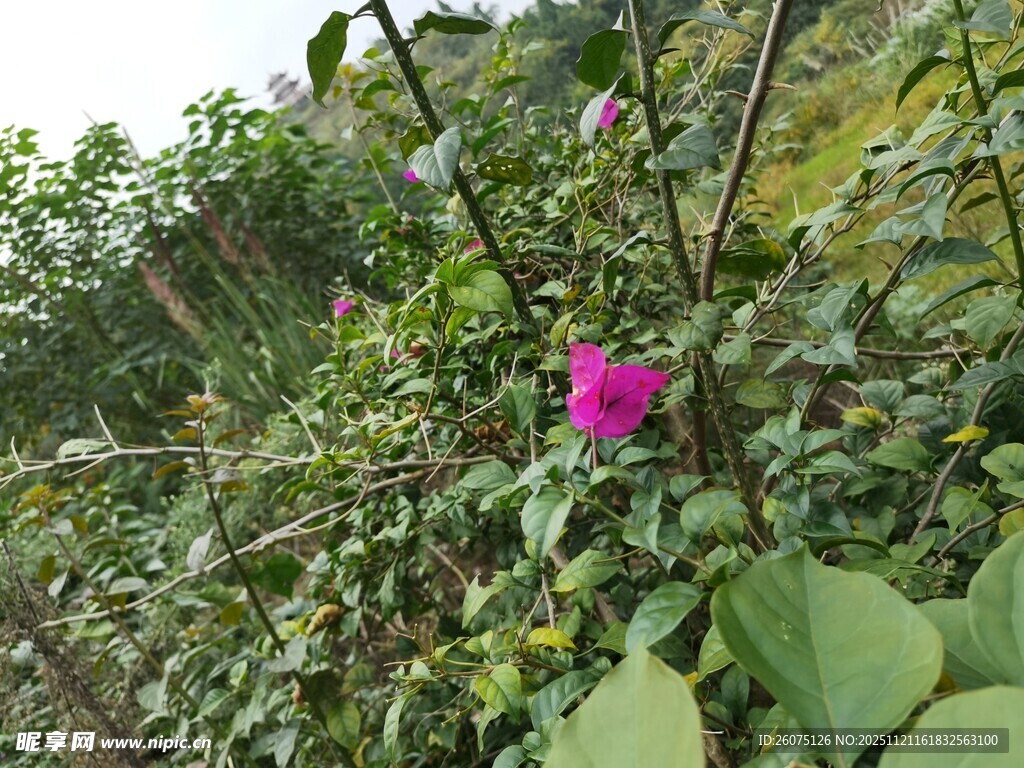 绿叶丛中娇艳的粉色花朵