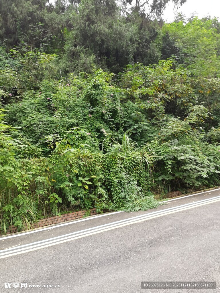 路边繁茂绿植景观