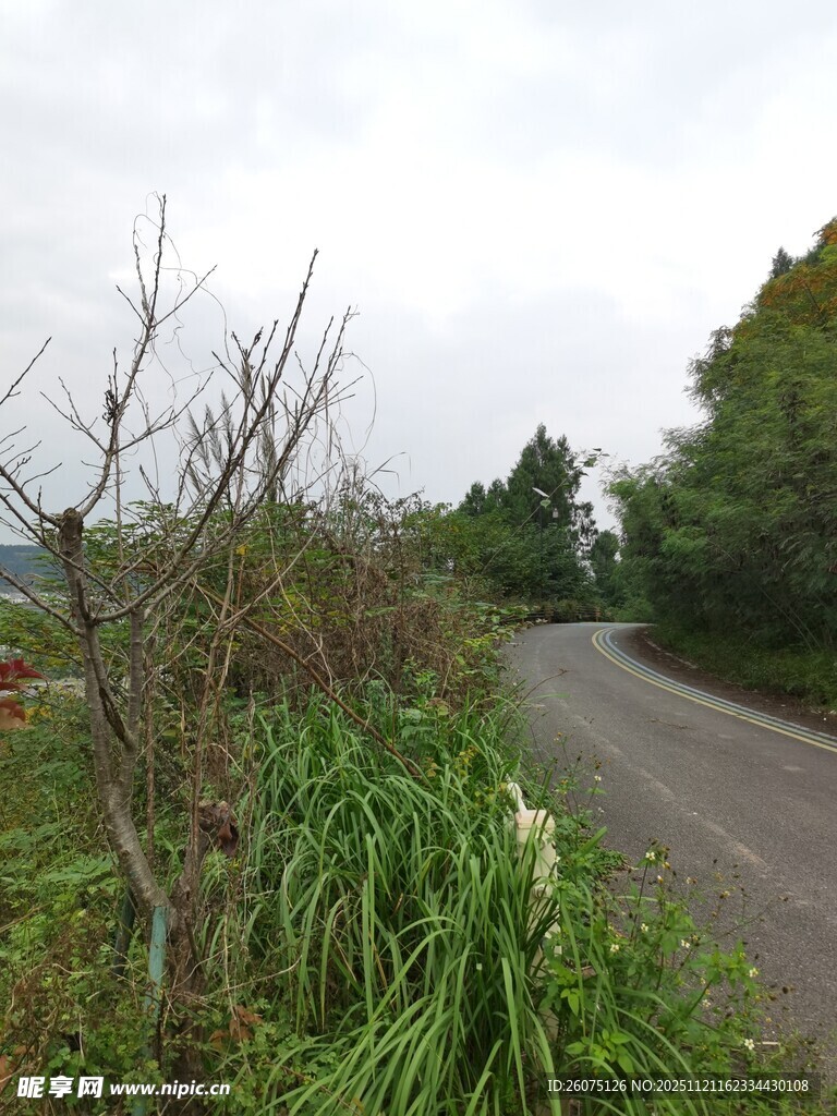 乡村路旁的繁茂绿植