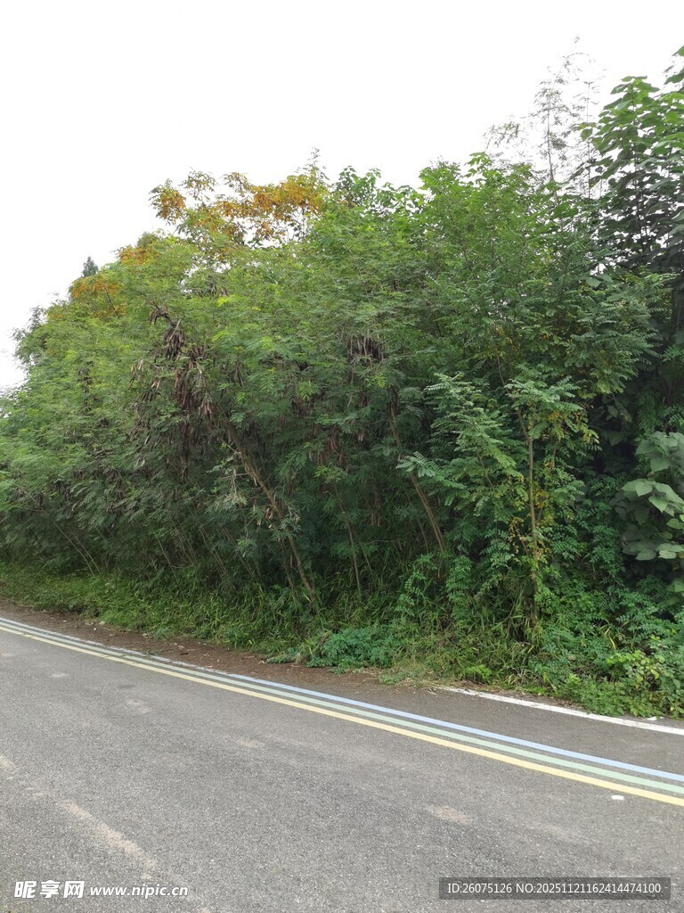 路边繁茂绿植景观