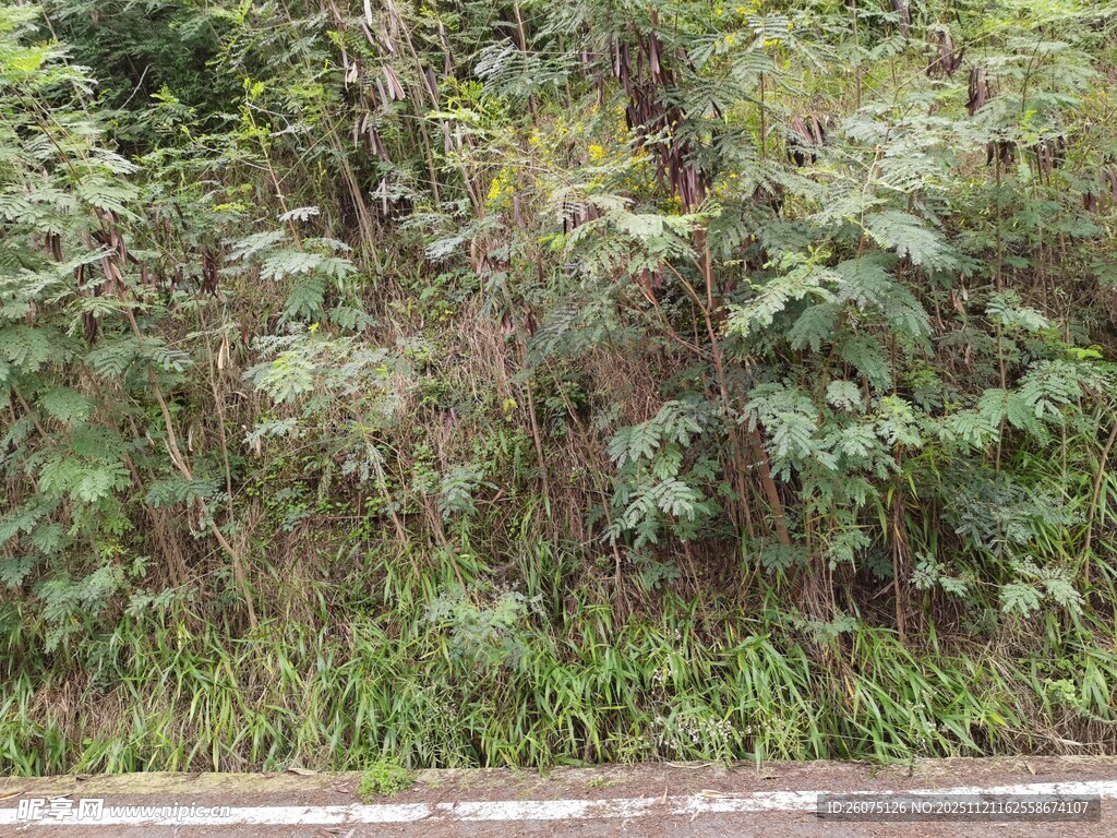 路边繁茂绿植景观