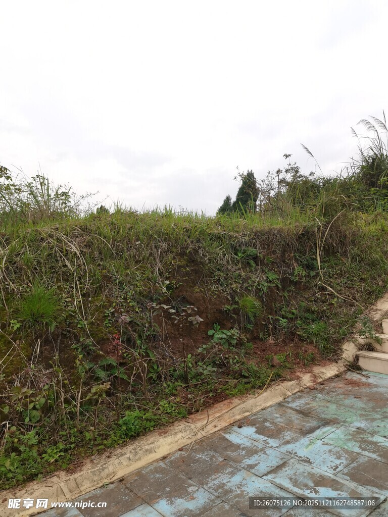 路边繁茂绿植景观