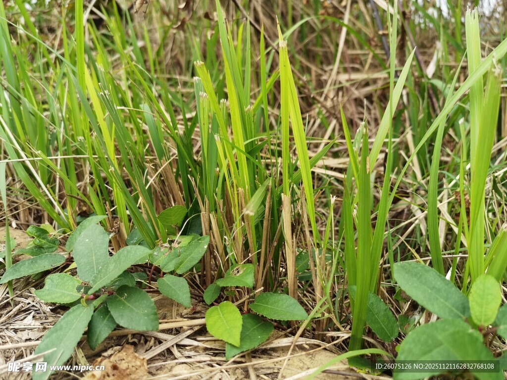 田野中的嫩绿植物
