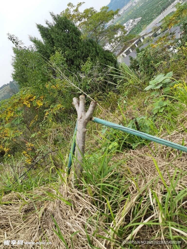 山间绿植与围栏景观