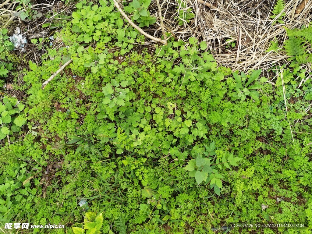 翠绿繁茂的地面植物景观