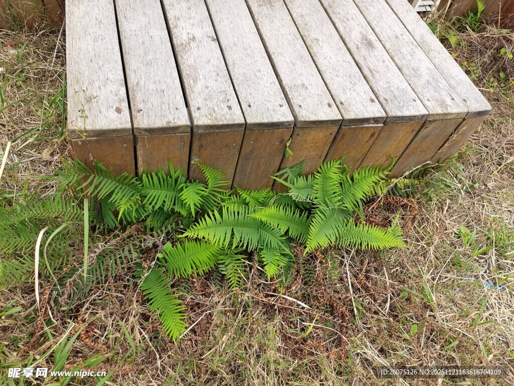 木平台下的嫩绿植物