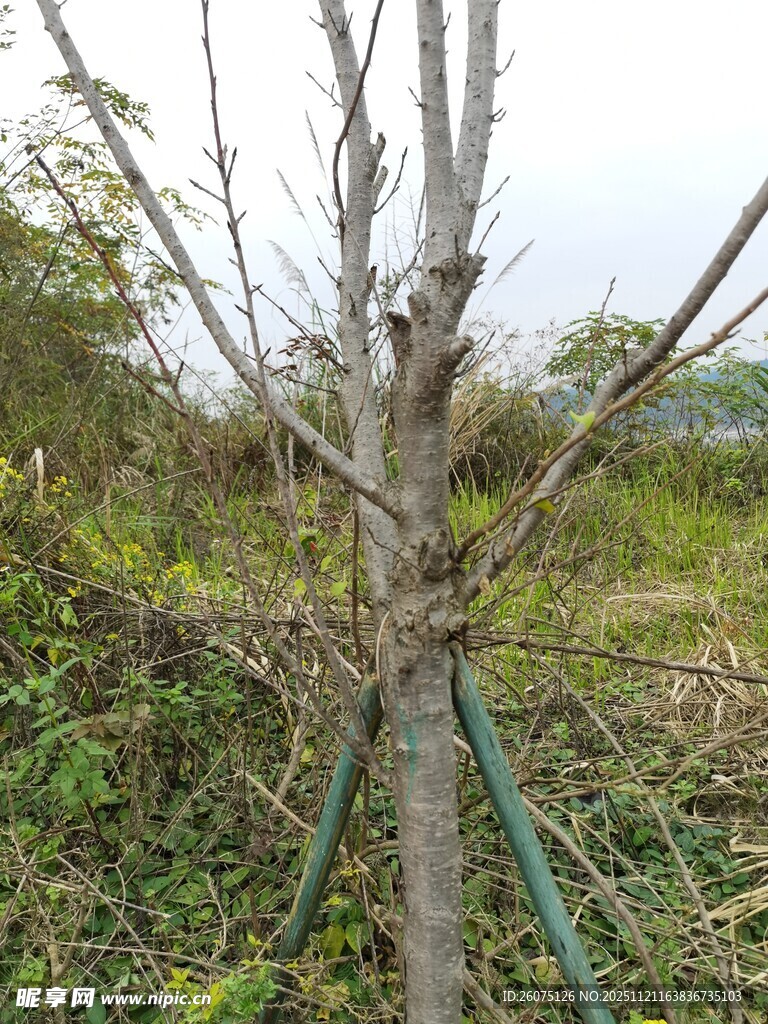 新植树木以支架稳固