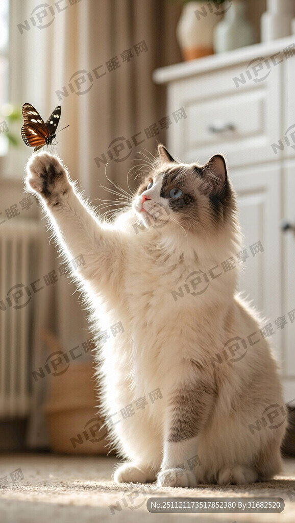 布偶猫摄影照 全身 抓蝴蝶