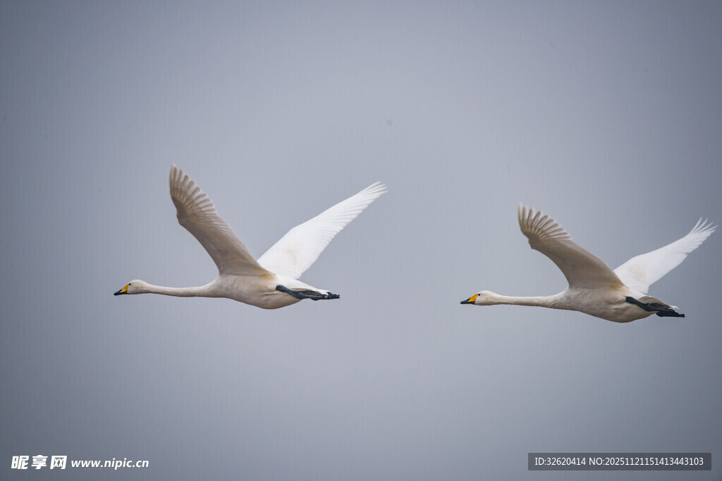 双天鹅翱翔天际