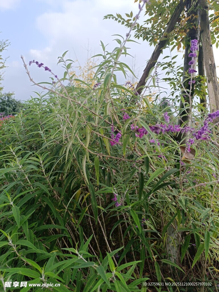 野外繁茂的紫色花草植物