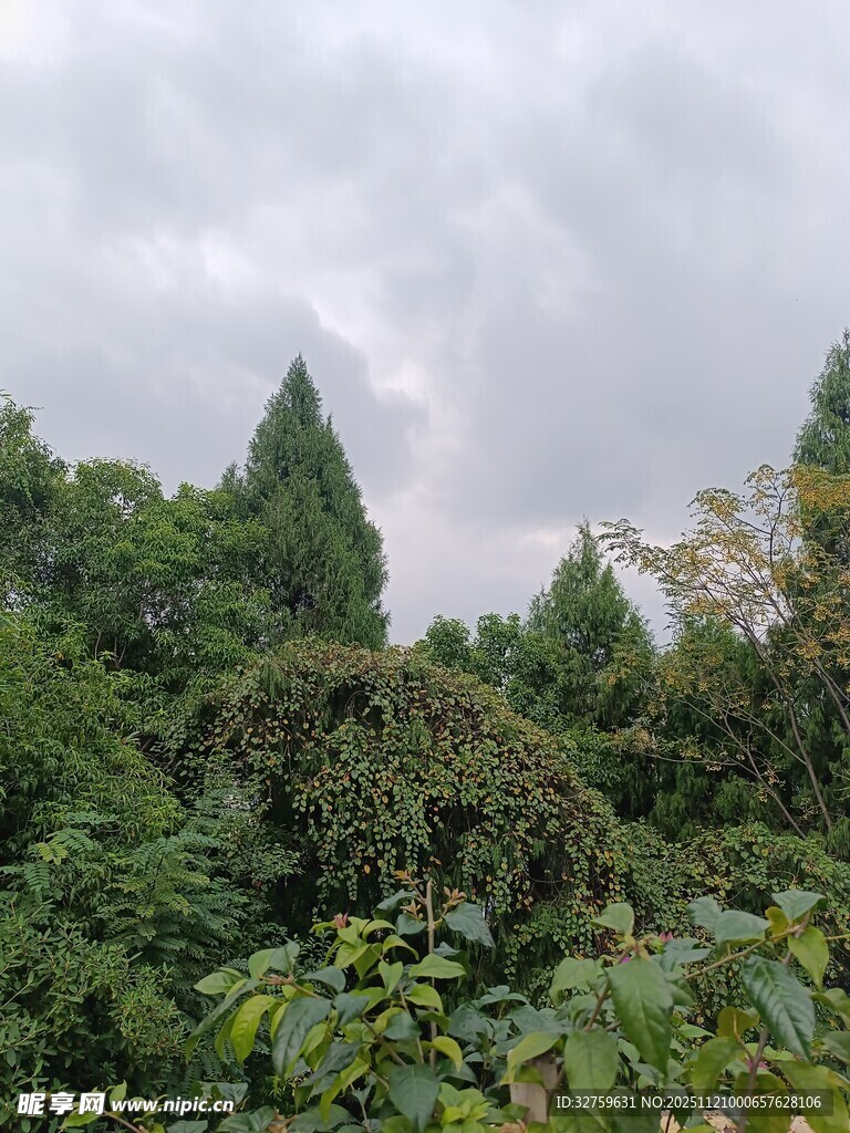 茂密山林绿意盎然的景致