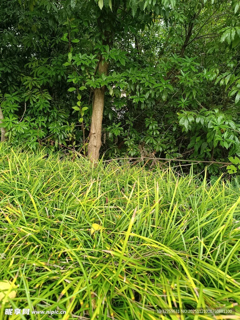 绿意盎然的草地与树木