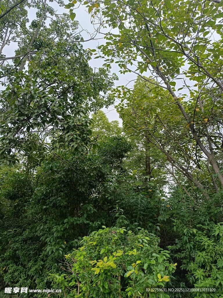 茂密丛林绿意盎然