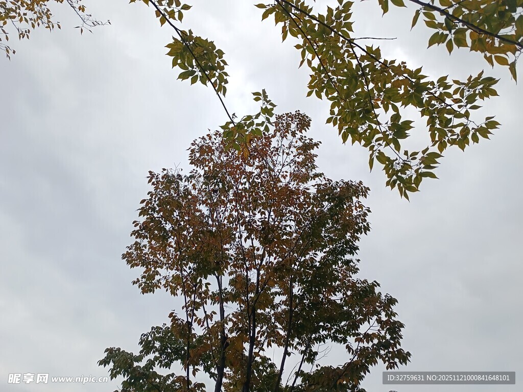 仰视视角下的繁茂树木