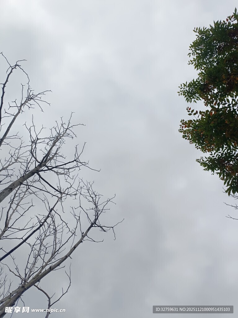 枯树与绿树的天空景象