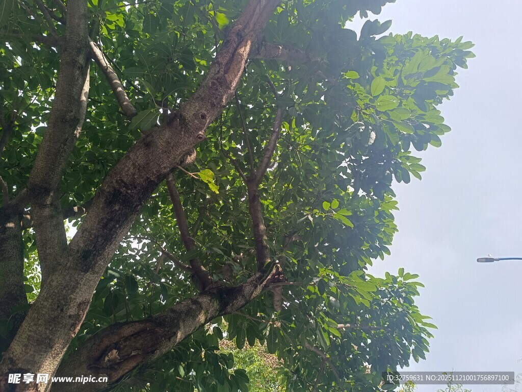 阳光下繁茂的大树