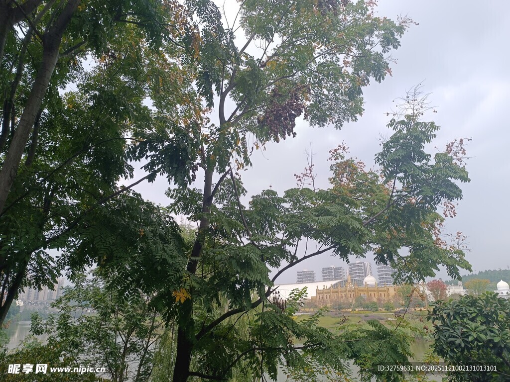 雨中葱郁树木景观