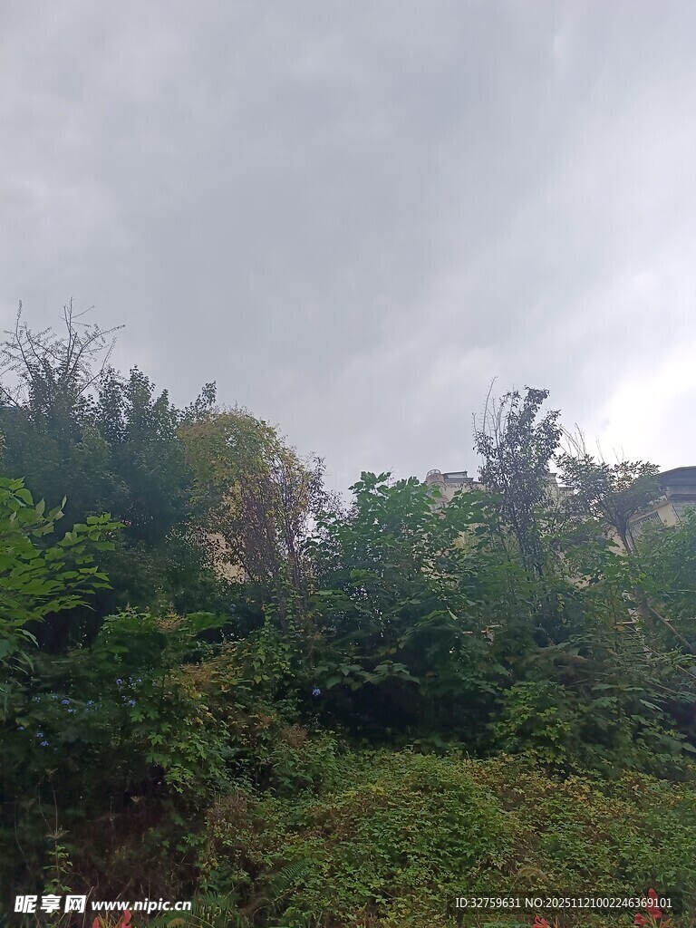 阴天中的繁茂山林景色