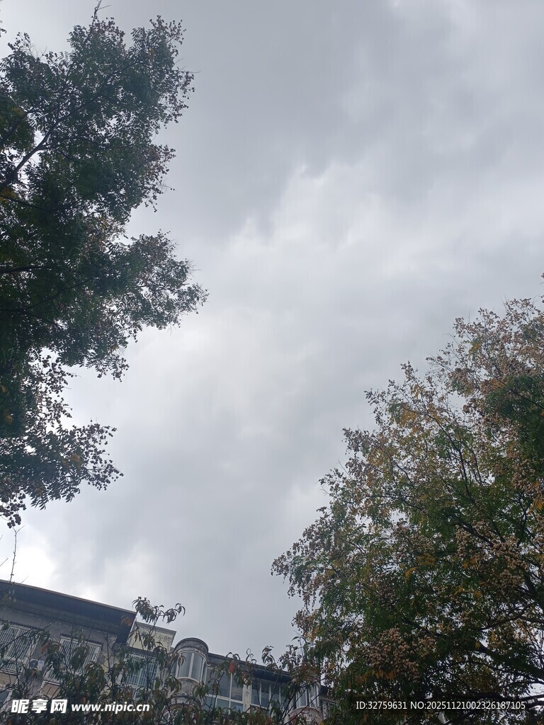 阴天时的树木与建筑物