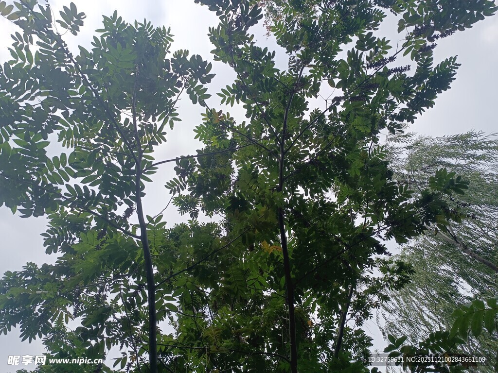 仰视繁茂树木枝叶