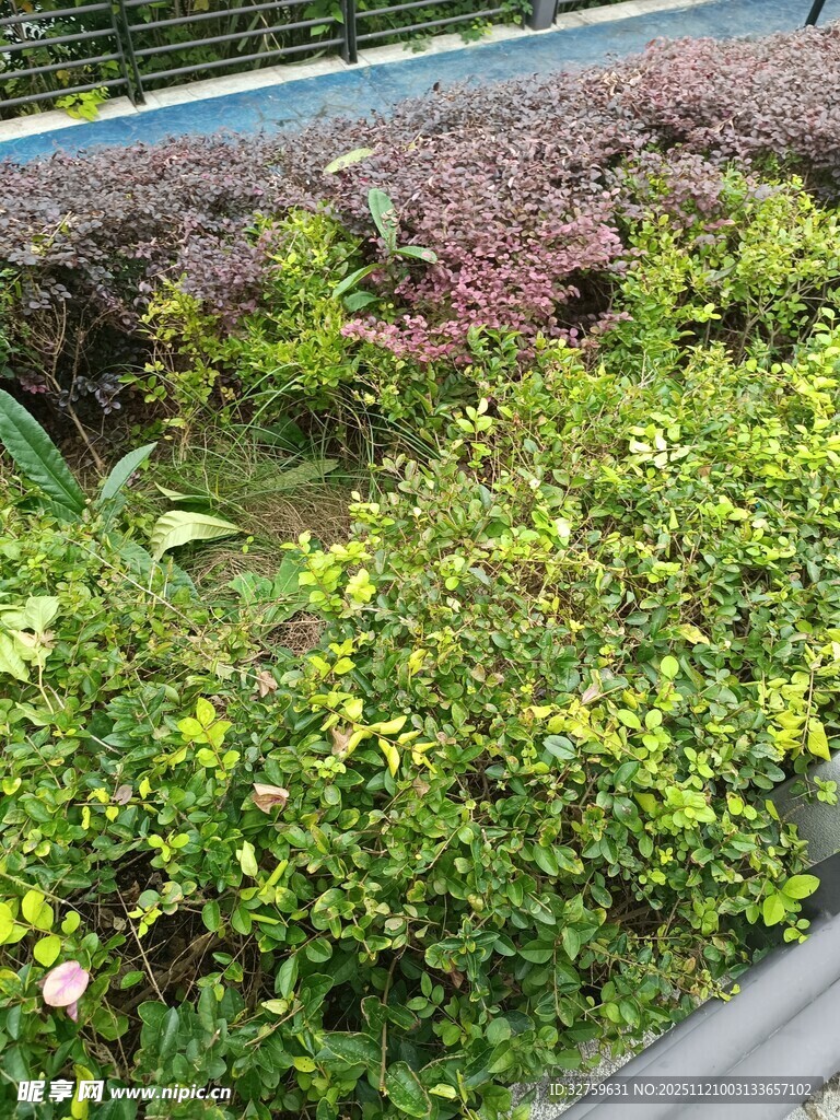 多彩绿植景观