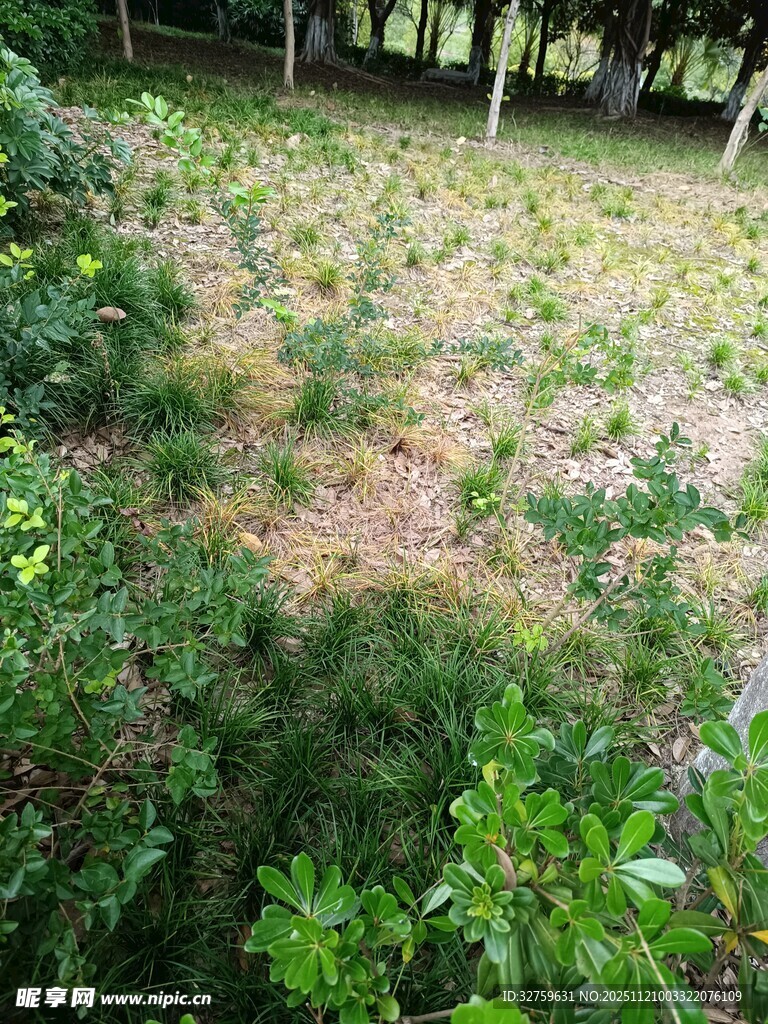 林间绿意盎然的草地景观