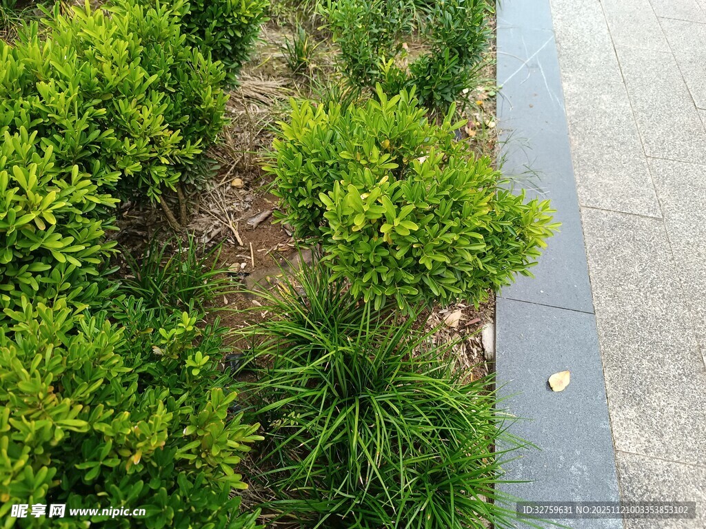 路边绿植景观
