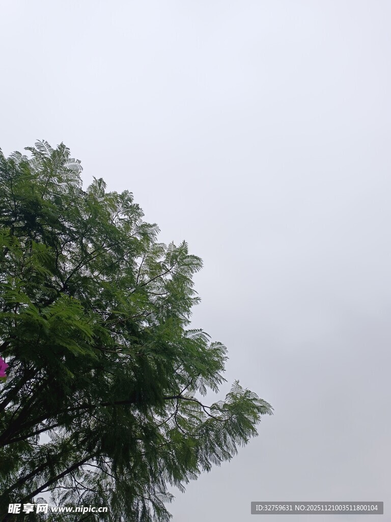 仰视葱郁树木